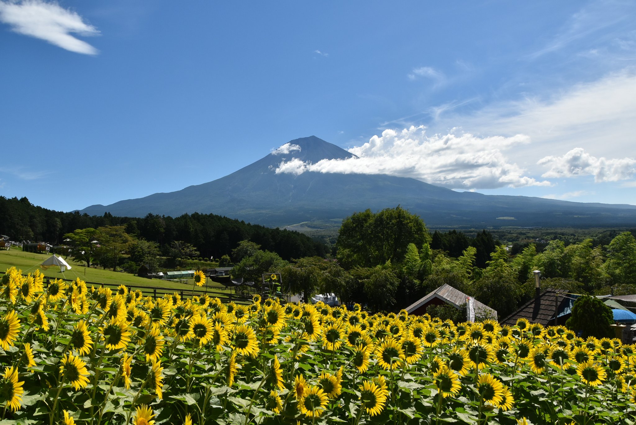 マヌキャン　赤い花畑　200分の51です、縦75 横86大迫力ですよ！ マヌキャン 赤い花畑 200分の51です、縦75 横86大迫力ですよ