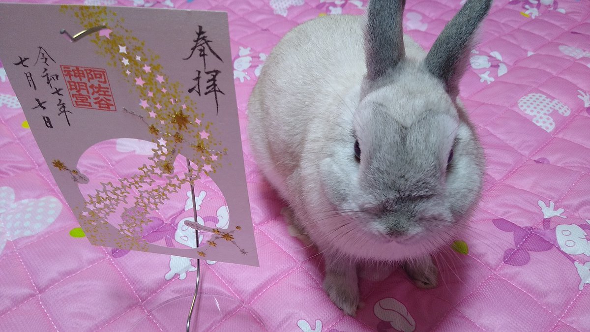 今回の御朱印はキラキラお星さまが印象的な天の川切り絵御朱印です🐰🌟💫✨まだまだ夜も暑い日々が続きますが、王子様２世は今日も元気にぴょんぴょんされておられます。