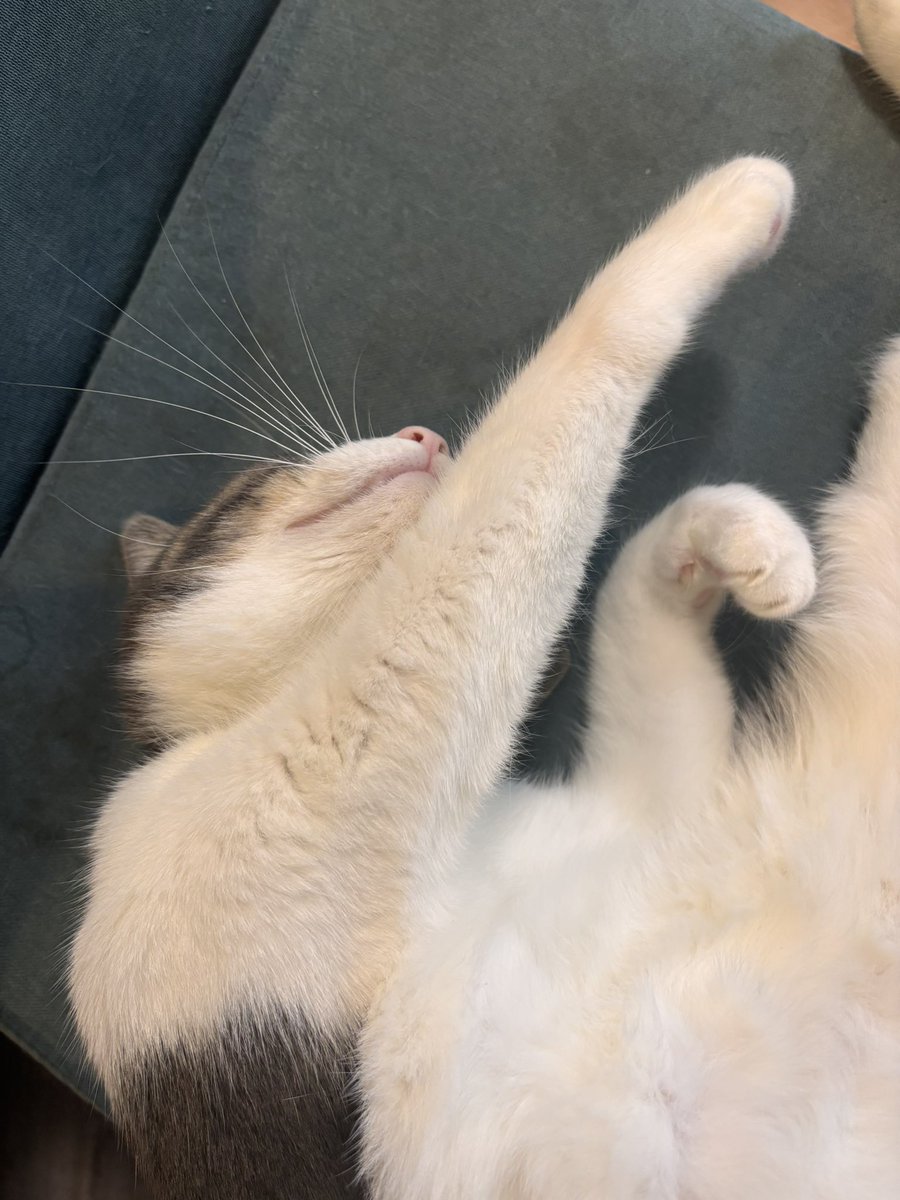 ぎんちゃんページ 保護猫 銀ちゃん (@ogin_the_cat) / Posts / X