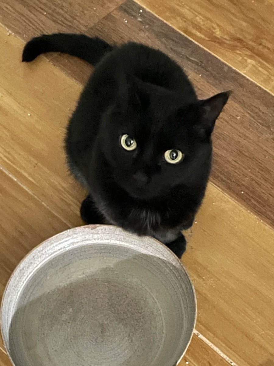 Angi_Core_'s tweet image. I remembered that pinned tweets were a thing and I should probably make one. Here&apos;s all my links.
Twitch: twitch.tv/angi_core
Youtube: youtube.com/@angi_core 
Everything: linktr.ee/angi_core
Sabbath: