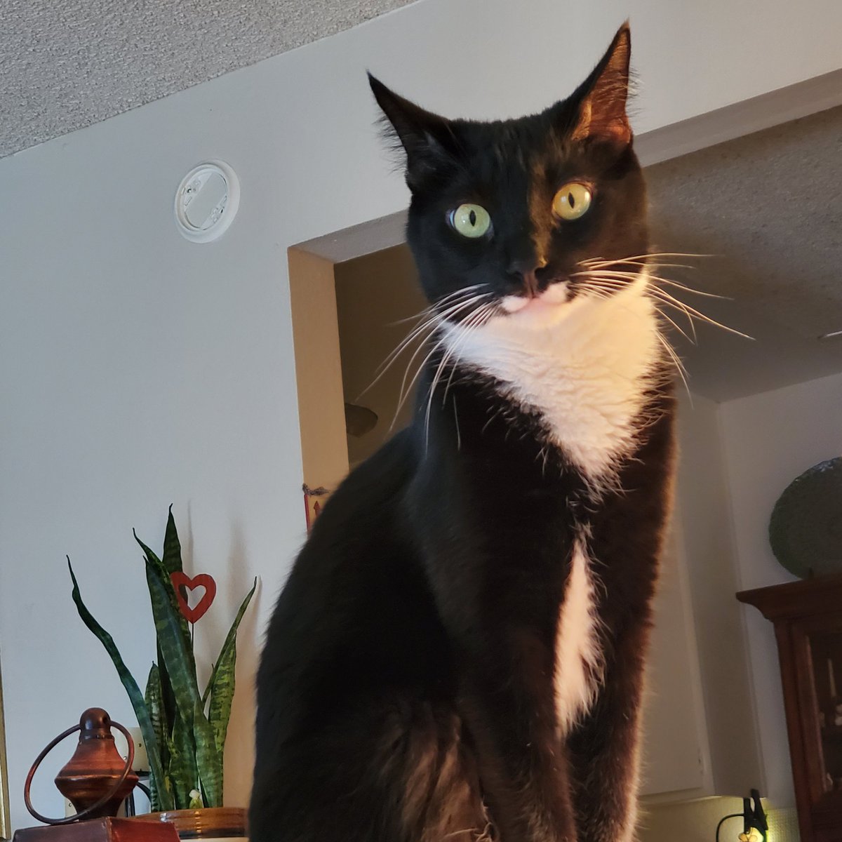 flipkitty's tweet image. They could be cousins! #MilkMoustache #oplive