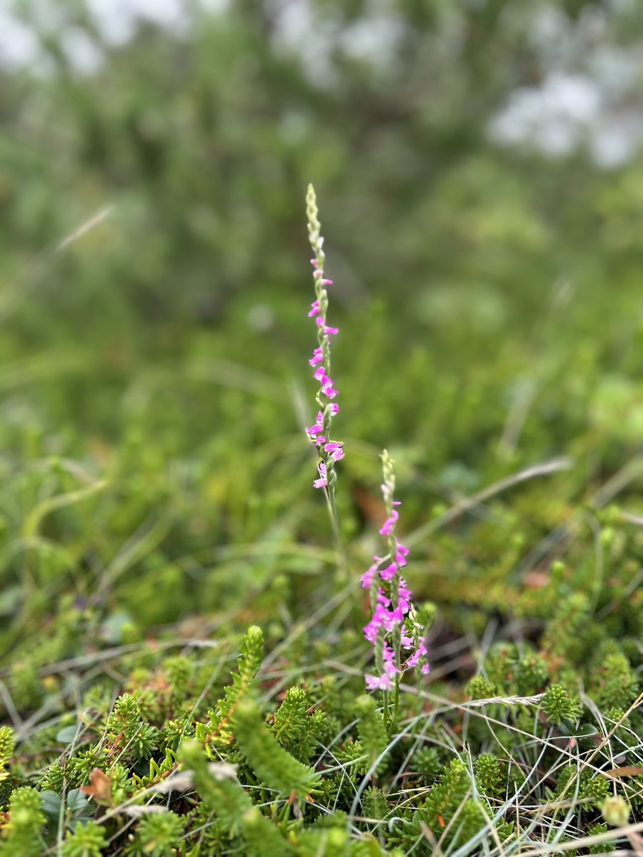 2025年8月2日。北海道十勝郡浦幌町ラエツブト。ネジバナの開花を確認しました。
 #ネジバナリレー2025
#モニタリングサイト1000
#モニ1000
#浦幌町立博物館