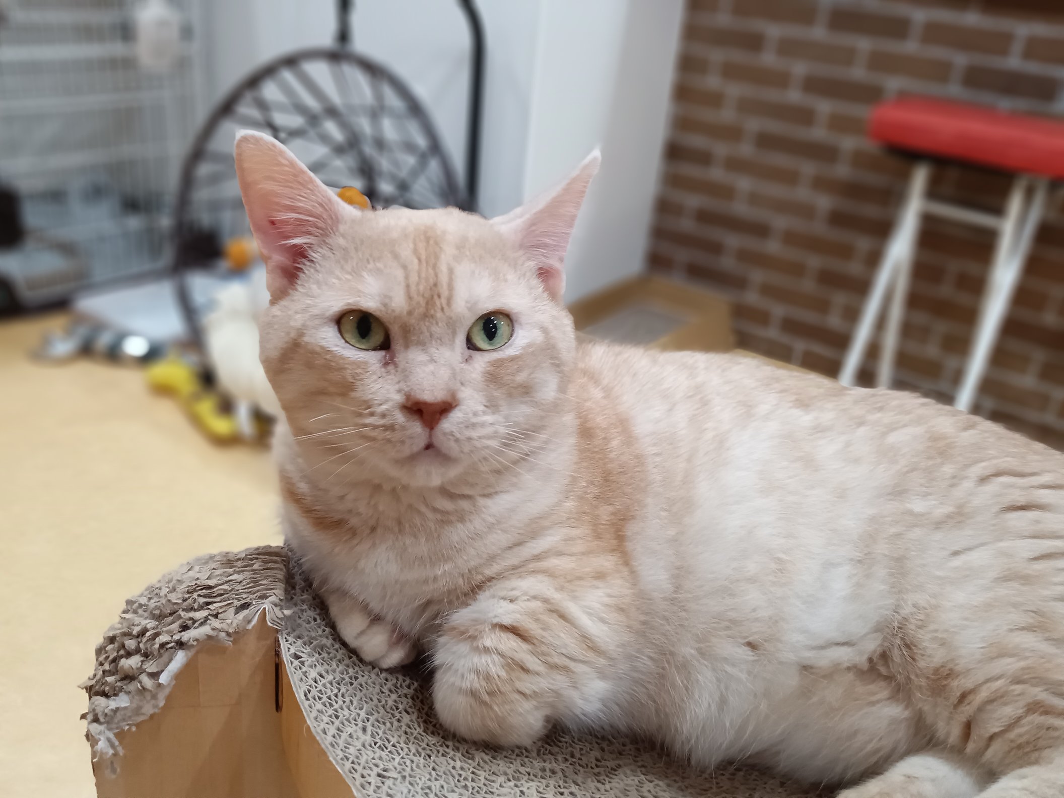 保護猫カフェ鶴橋店【2階】（元・保護猫カフェマンチカン） on