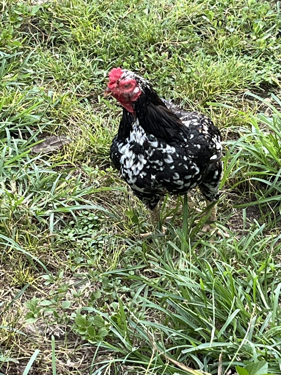 Splash Cornish bantam