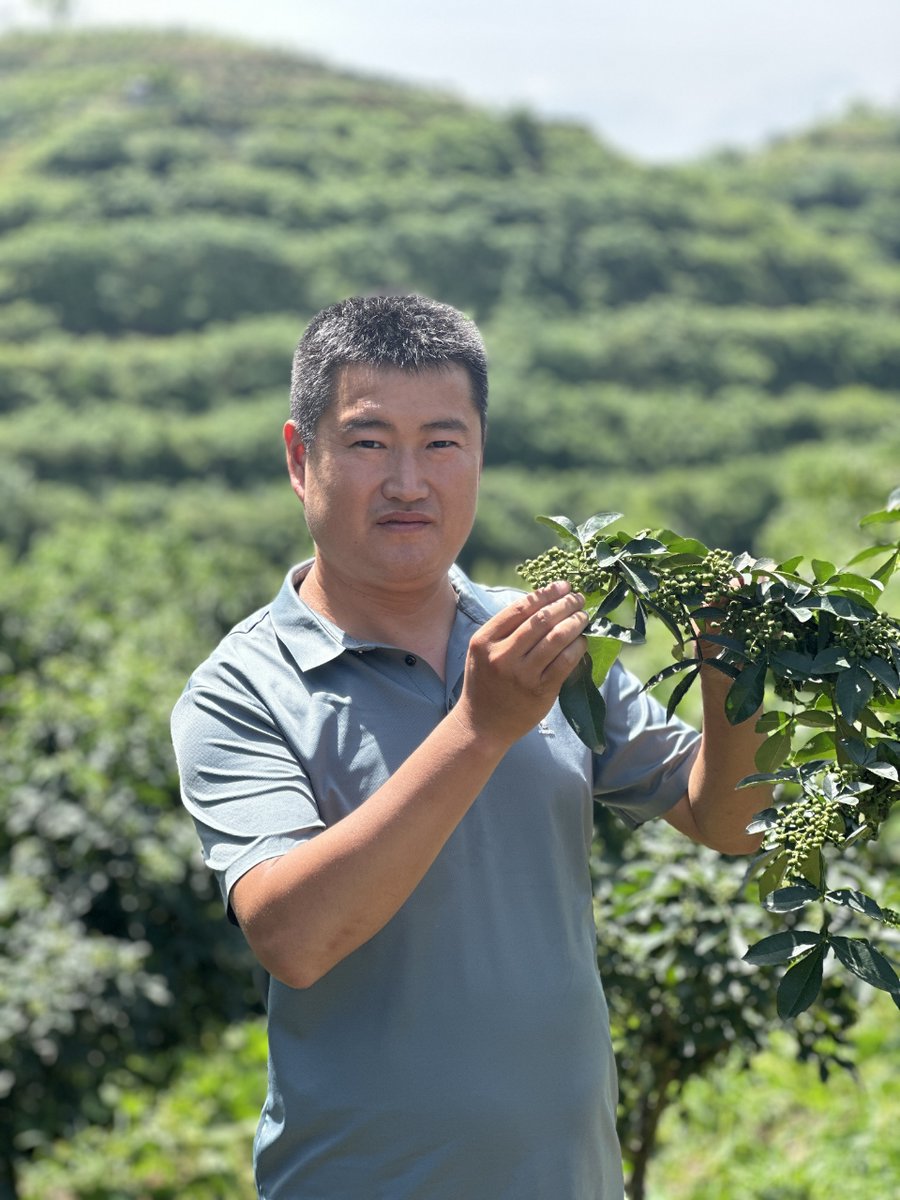 Tsinghua University (@tsinghua_uni) on Twitter photo <a href="/SEM_Tsinghua/">Tsinghua SEM</a> Under Zhang’s leadership, the production of peppercorns has been maximized through a complete "cultivation-processing-sales" chain, increasing from 350t to 534t in 5 years. He now hopes to better connect farmers with market demands & create a sustainable rural development model. <a href="/SEM_Tsinghua/">Tsinghua SEM</a> Under Zhang’s leadership, the production of peppercorns has been maximized through a complete "cultivation-processing-sales" chain, increasing from 350t to 534t in 5 years. He now hopes to better connect farmers with market demands & create a sustainable rural development model.