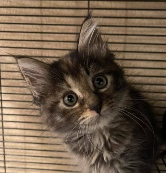 Saving lives is what Itsie Bitsie Rescue is about. 
PAWlease consider the many ways you can supPAWrt our mission that helped these cuties from 2021. 
ItsieBitsieRescue.org 
#donationssaveslives #kittenrescue #puppyrescue #ittakesavillage #fosters2021 #gratitude