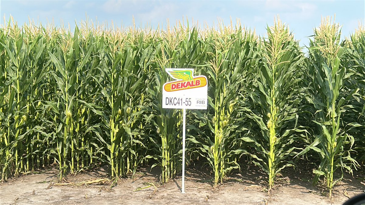 ndrockfarmer's tweet image. Longest maturity corn ever on this farm, see what happens #kern