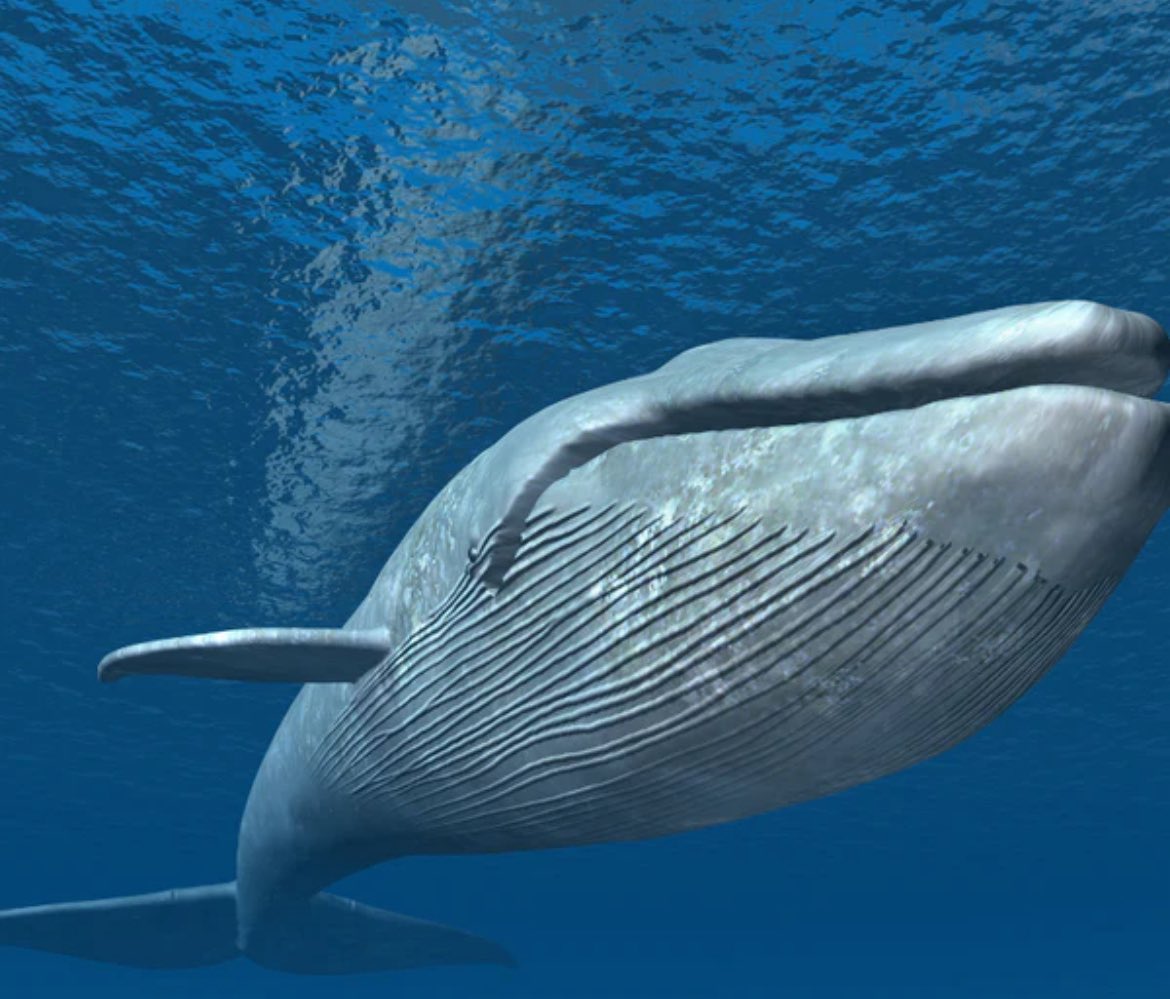 A blue whale’s heart weighs over 400 lbs, about 1,000x a human’s. But its cardiomyocytes are only ~2–4x bigger. Nature scales organs not by supersizing cells, but by using more of them. Structure follows function, not size. 🐋❤️ #cardiomyocytes