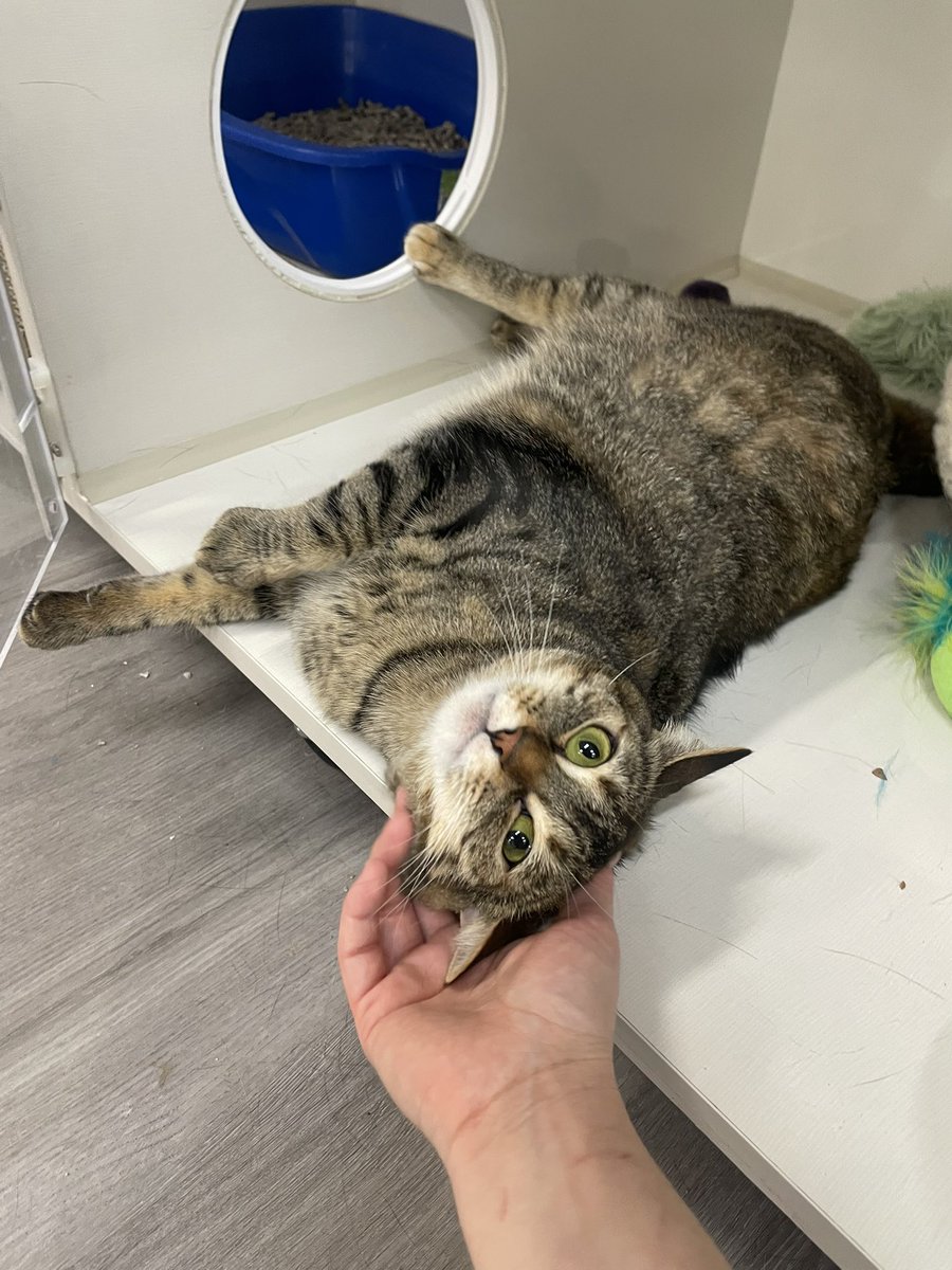 this past week has been extremely stressful. I feel stretched thin, tired, sad, and like nothing I do is ever enough

but? I'm finally able to pet Chickpea after 6 months of her believing human touch led to instant death. she's purring and headbutting and we're gonna be ok