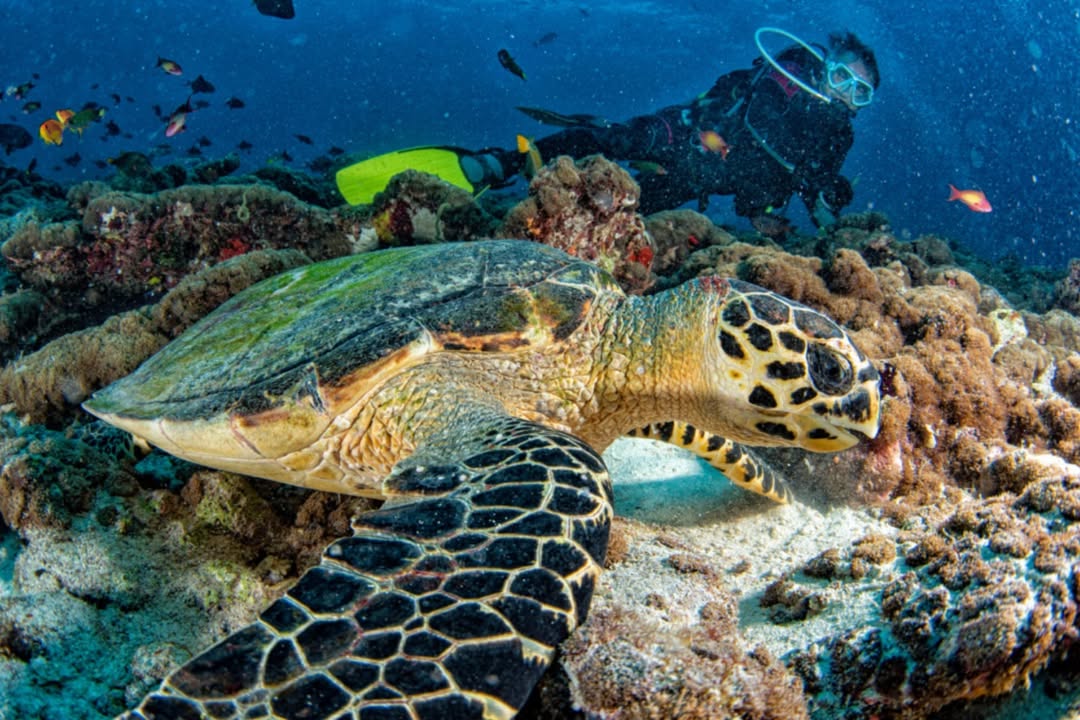 🐋 Is diving with whale sharks on your bucket list?

In the Maldives, these gentle giants glide past in warm, clear water — their dappled skin shimmering as they vanish into the blue. Moments like this stay with you forever.

📍 Emperor Explorer | explorerventures.com/fleet-schedule…