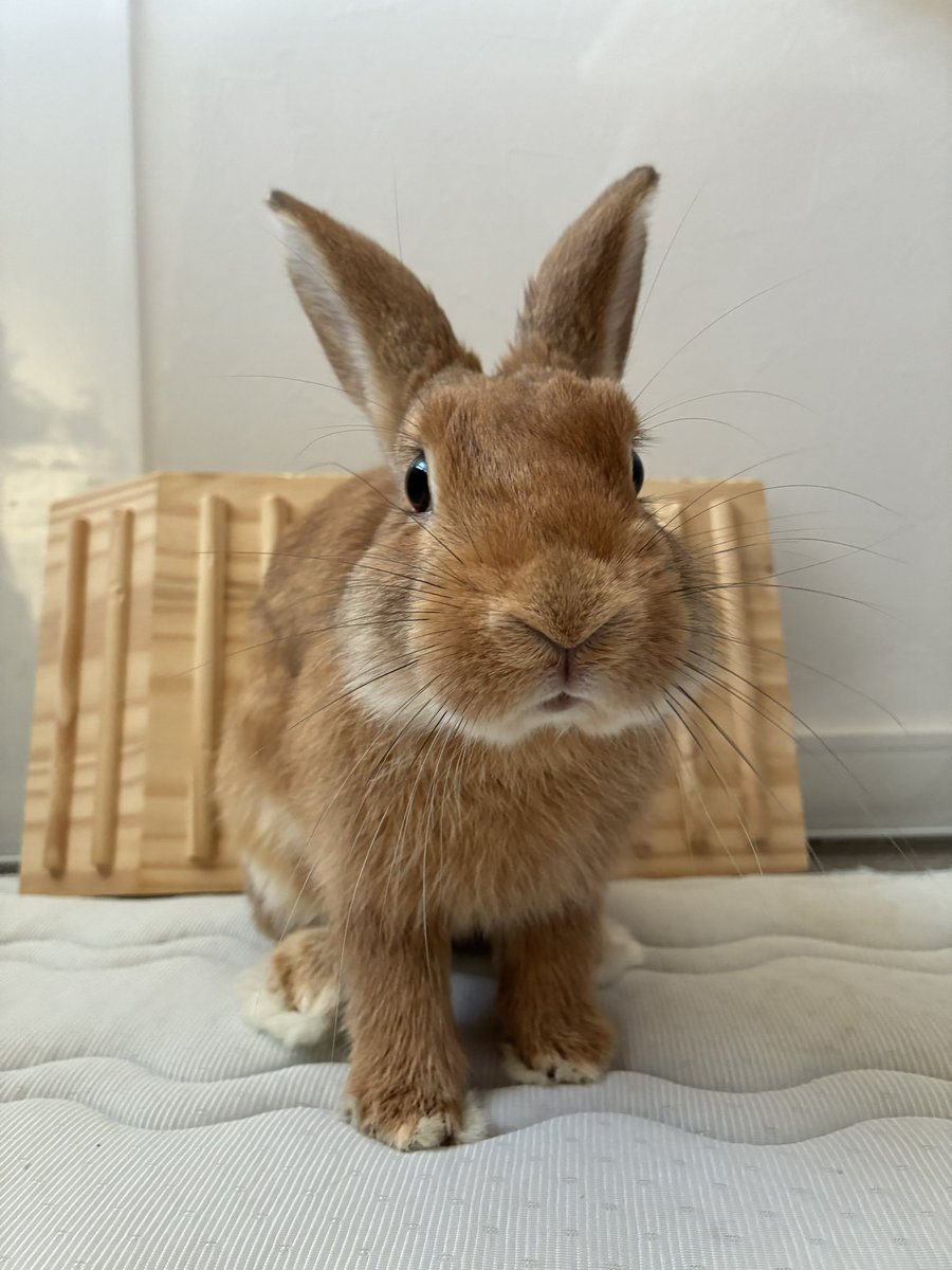 顎辺りの毛、折れたおヒゲが気になる🥸

#fortheRABBIT  #里親募集中
#保護うさぎ #梅っこ