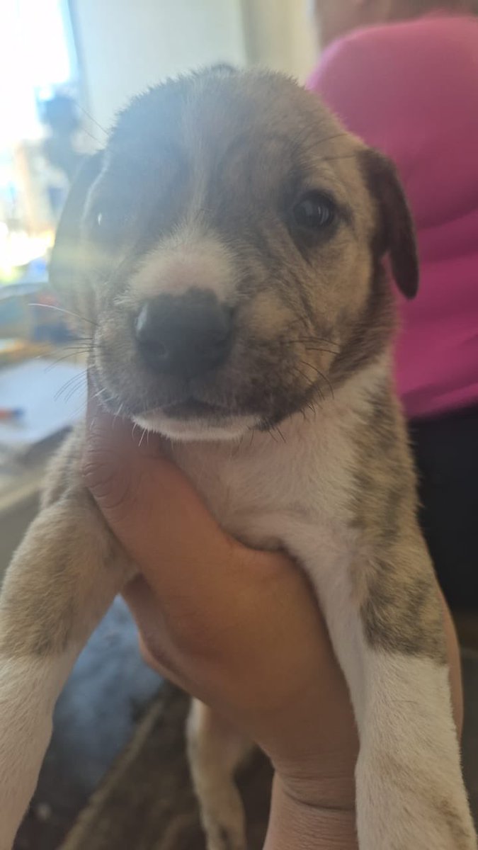 Estos cachorritos corren mucho peligro. Están en una zona marginada y los están “regalando” a quien pase 💔

Si alguien puede recibir a alguno(s) yo cubro el traslado, les tomo fotos y difundo hasta que se adopten

🙏🏻

Edomex/cdmx