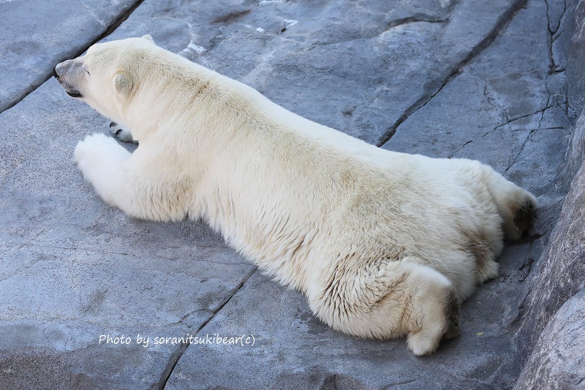 ショルダーバッグを下げたホッキョクグマさん 王様が座る大きな椅子に座ってるみたいなホウちゃん