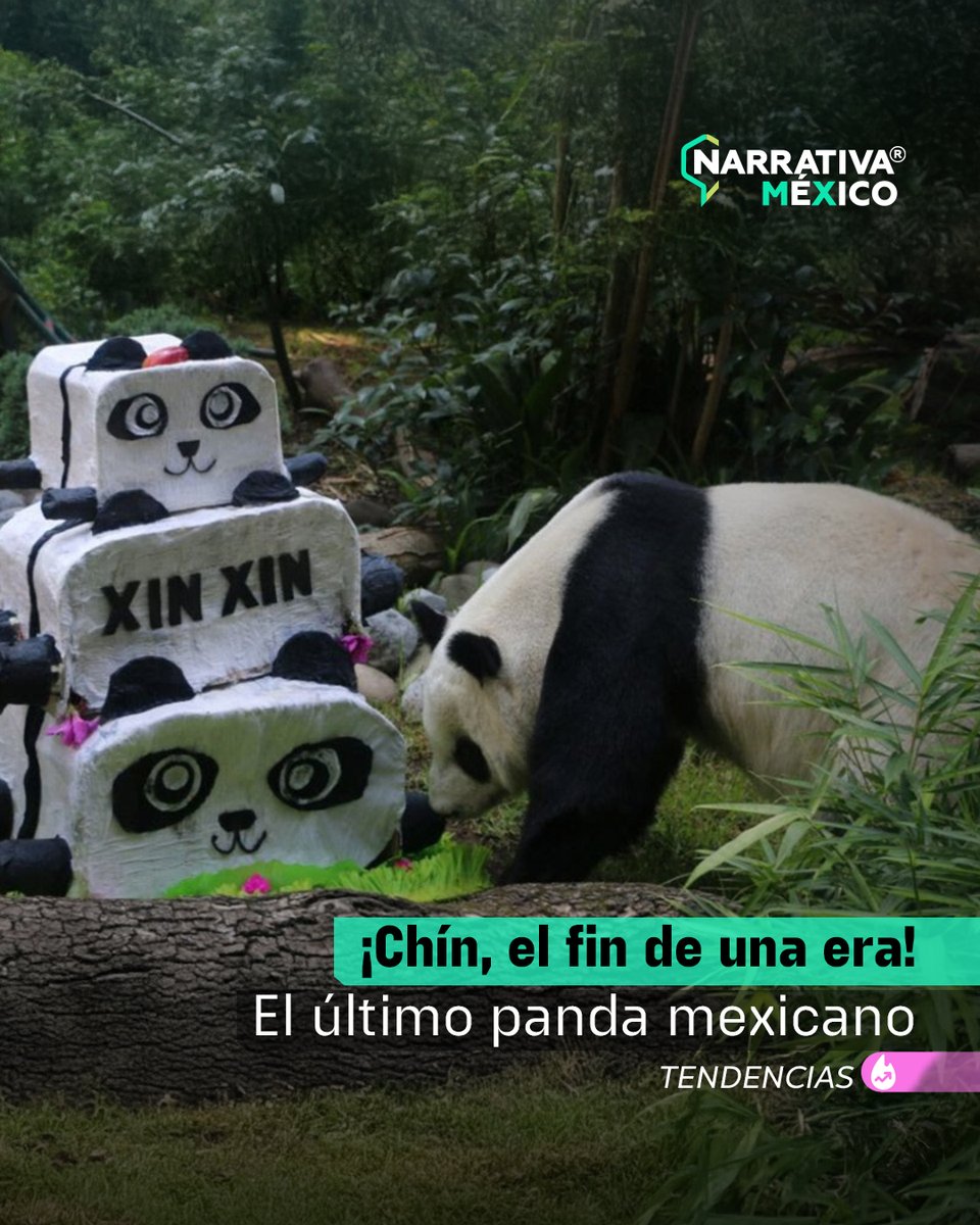 NarrativaMexico's tweet image. #NarrativaMx • FIN DE UNA ERA 🥺
Un símbolo de historia y conexión cultural entre #China y #México 🐼 🌿 Gracias #XinXin 🩷 no sólo por ser un ícono del #ZoológicoDeChapultepec ✨ sino haber demostrado la importancia de proteger a las especies🌱🌏

👉narrativamx.news/xin-xin-la-ult…