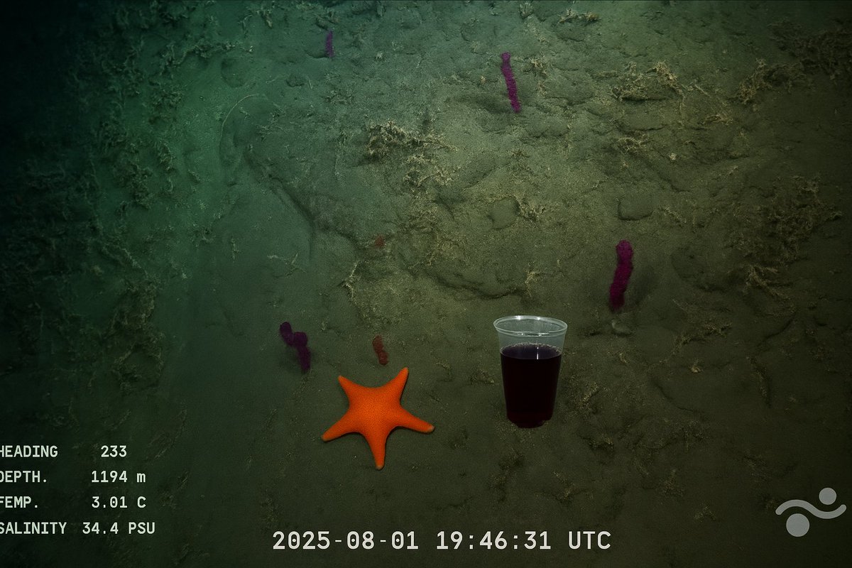 SEÑALES???
El conicet encontró en el fondo del mar un buen vaso de frutillon justo al lado de la famosa estrellita culona