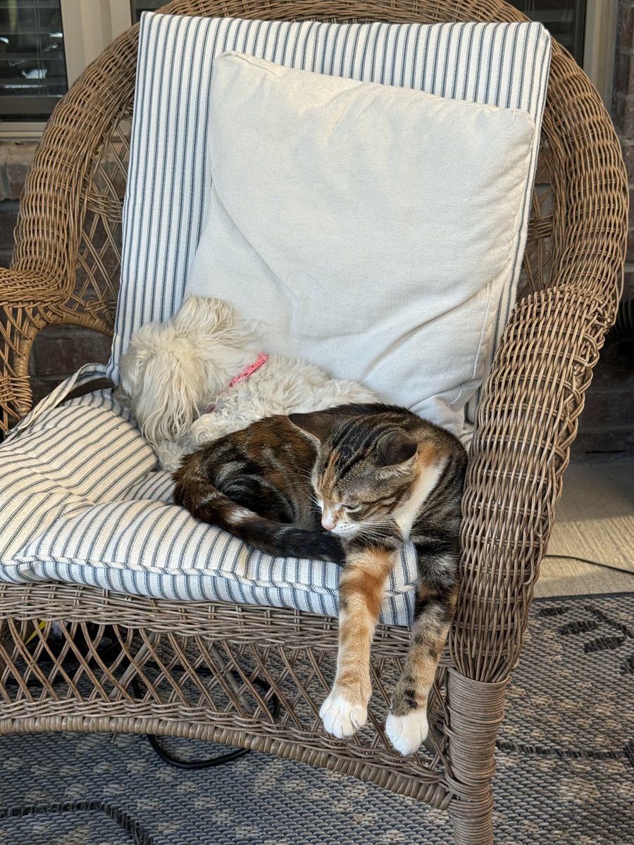 I have sad news. Sweet Toastie isn't doing so well. She's severely anemic and will need vet care, as she cant even stand up right now. Im wanting to help her new family raise the money to take care of her vet bills. Please send anything you can to my c@shapp or p@ypal below 1/2
