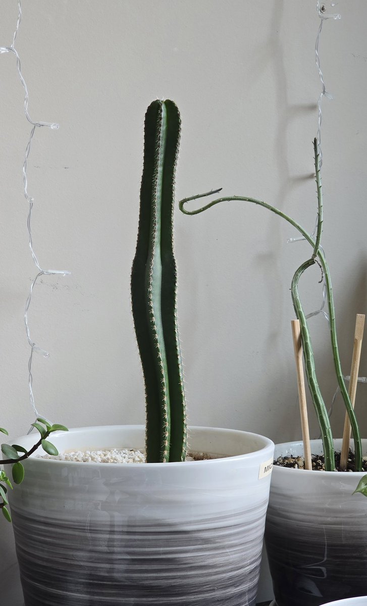 SheenTennantFan's tweet photo. @michaelsheen, your namesake cactus has become rather... tall and curvy. 🤪🤣🤔 #DavidTennant's namesake (behind the cactus) is just tall, wiry, and swirly. For comparison, the 2nd pic is from Feb. 2021 when they were brand new! 😱 https://t.co/rUIXHay4CG