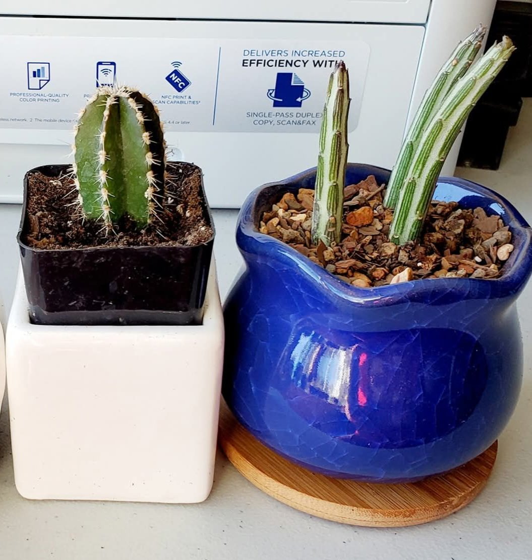 SheenTennantFan's tweet photo. @michaelsheen, your namesake cactus has become rather... tall and curvy. 🤪🤣🤔 #DavidTennant's namesake (behind the cactus) is just tall, wiry, and swirly. For comparison, the 2nd pic is from Feb. 2021 when they were brand new! 😱 https://t.co/rUIXHay4CG