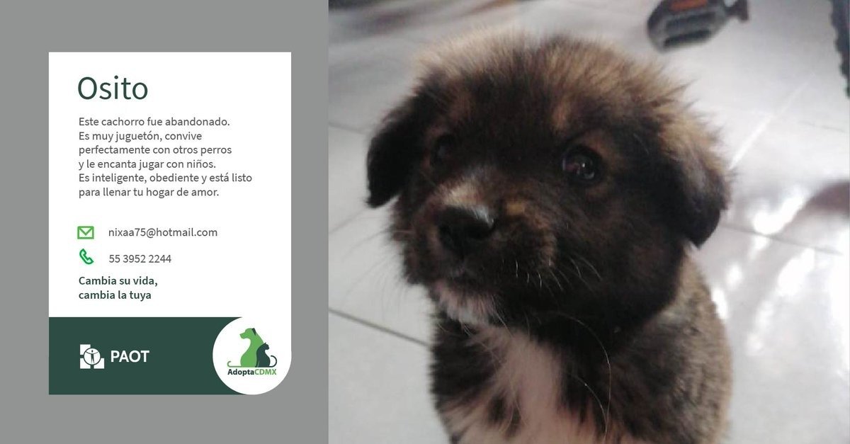 PAOT (@paotmx) on Twitter photo Me llamo Osito, soy tierno y juguetón. 🐶🍭
Me encanta convivir con niños y otros perritos, además soy muy obediente e inteligente. 💞
¿Me darías un lugar calientito en tu hogar?
Datos de adopción👇
📞5539522244
📧nixaa75@hotmail.com Me llamo Osito, soy tierno y juguetón. 🐶🍭
Me encanta convivir con niños y otros perritos, además soy muy obediente e inteligente. 💞
¿Me darías un lugar calientito en tu hogar?
Datos de adopción👇
📞5539522244
📧nixaa75@hotmail.com
