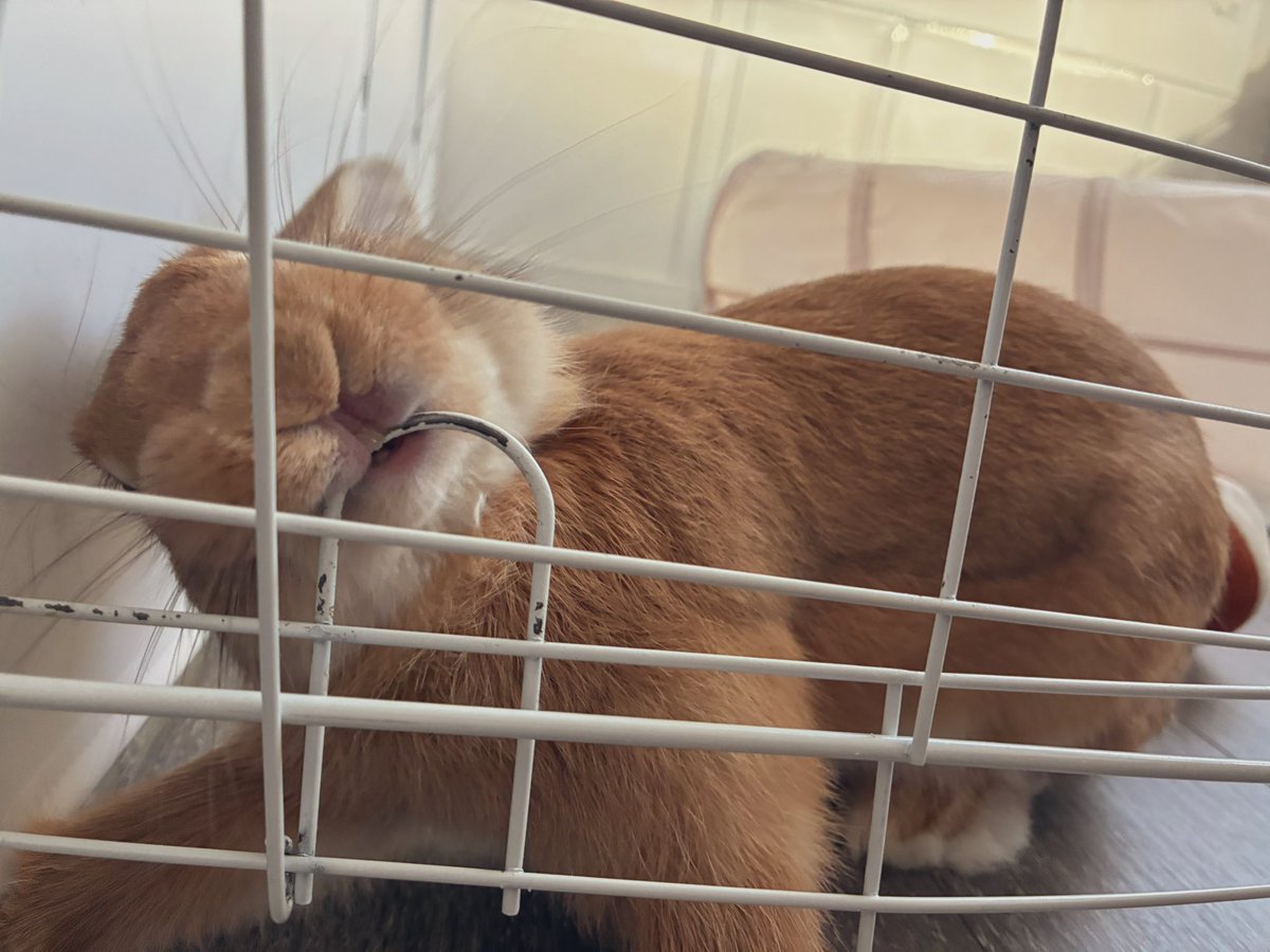 たまにガジガジしてみたり🦷

(サークルの歪みは私のせいです)
(足が上がらないことあるよね)

#fortheRABBIT  #里親募集中
#保護うさぎ #梅っこ