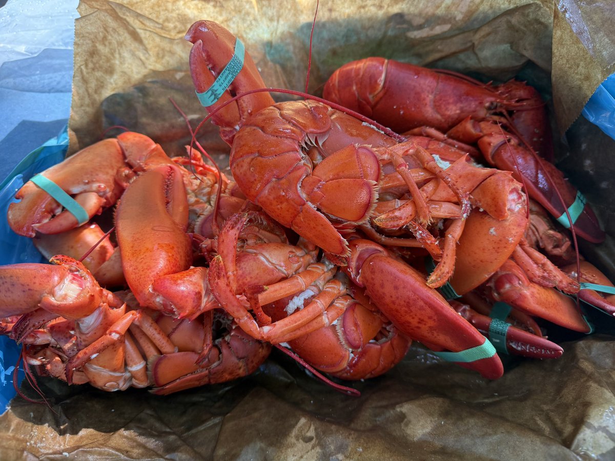 Out of town company from Colorado this weekend Going with fresh lobster 🦞 rolls. Always a crowd pleaser. 😊👍❤️🦞