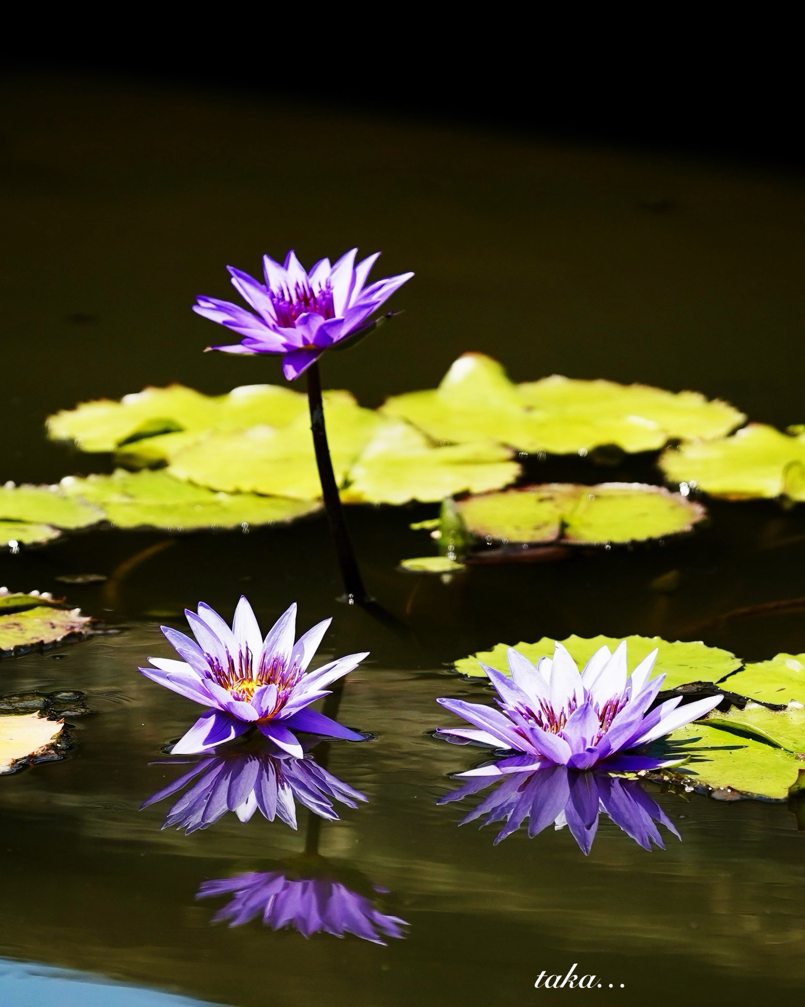 たかちゃん🦄@相互フォロー💛 (@Takashi00012332) / X