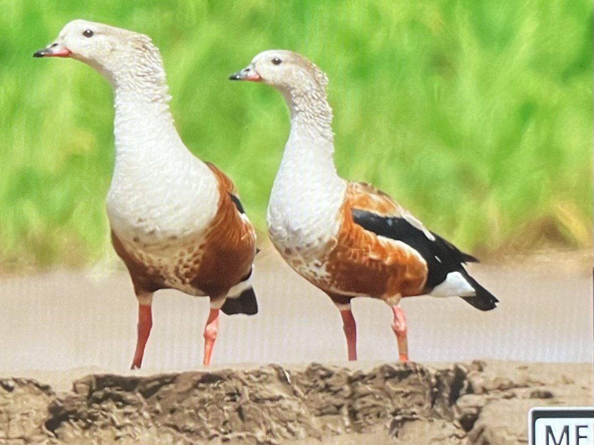 Aidan G. Kelly (@agk10k) on Twitter photo A few from ‘Back of Camera’ over last few days. River island specials: Lesser Wagtail-tyrant, Black-and-white Antbird and Parker’s Spinetail. Also Orinoco Goose en route. #BirdingBrazil A few from ‘Back of Camera’ over last few days. River island specials: Lesser Wagtail-tyrant, Black-and-white Antbird and Parker’s Spinetail. Also Orinoco Goose en route. #BirdingBrazil