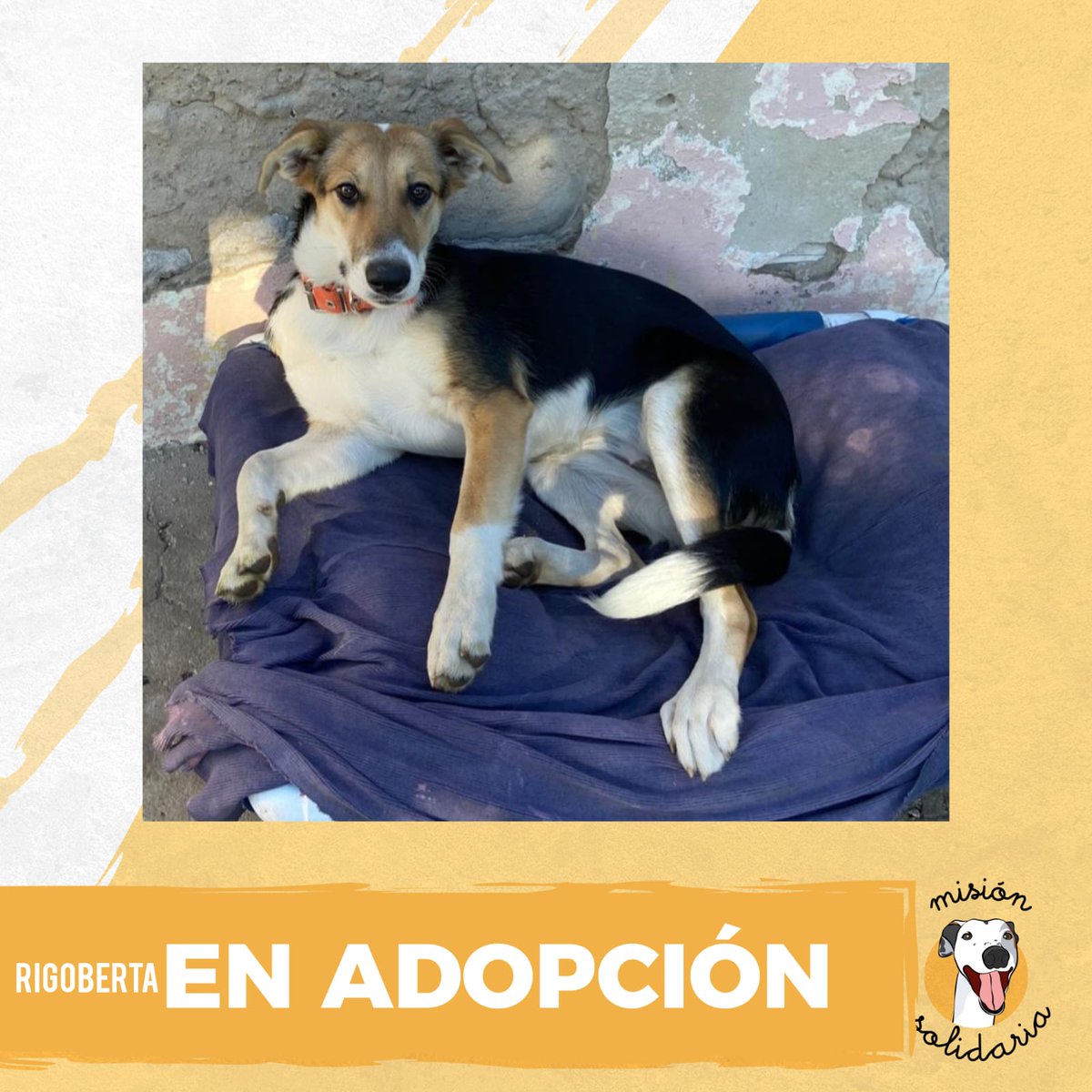 lagarzasosa_'s tweet photo. Rigoberta tiene 7 meses, está castrada, vacunada y desparasitada. Es de tamaño mediano y como toda cachorrona quiere jugar y llenarte de besos.
Queres adoptarla? Escribime!
misionsolidariatwitter@gmail.com
Asunto: La perrita rigoberta.
RT porfa https://t.co/0y6V0xmdXY