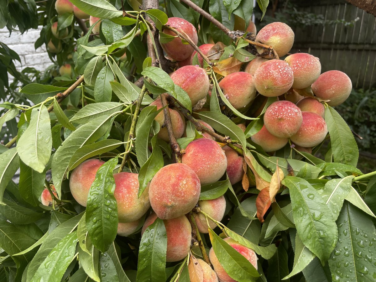 The peaches this year. #EotR living.