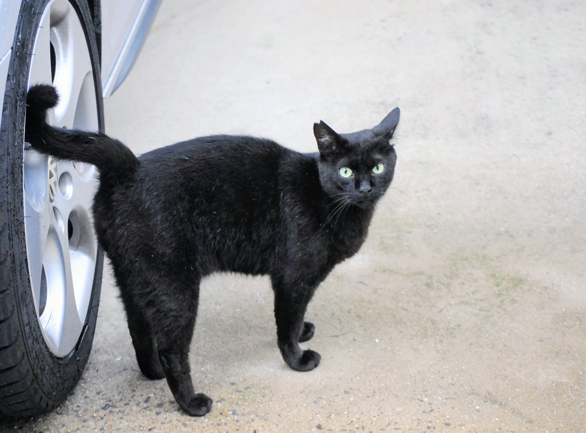 黒猫 黒猫@タカシ on X: 