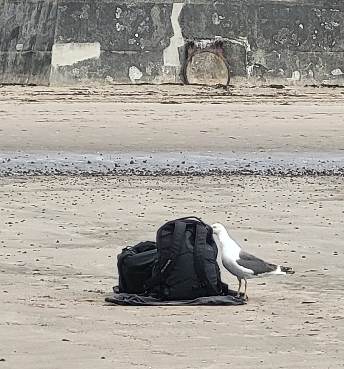Smashing afternoon at Ayr today, sunny blue skies, high tide &amp; a bag-robbing seagull, what more can you ask for at the seaside?