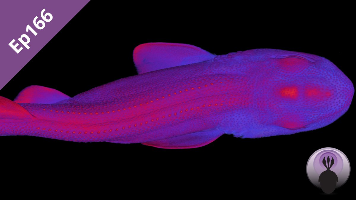 Ep 166: Origin of teeth Pt1
palaeocast.com/origin-of-teet…

We find the evolutionary origin of our teeth not in the mouths of early fish, but in their external skeletons! In fact, teeth evolved well before jaws did! But what were they for?

#fossilfriday #paleo #palaeontology #podcast