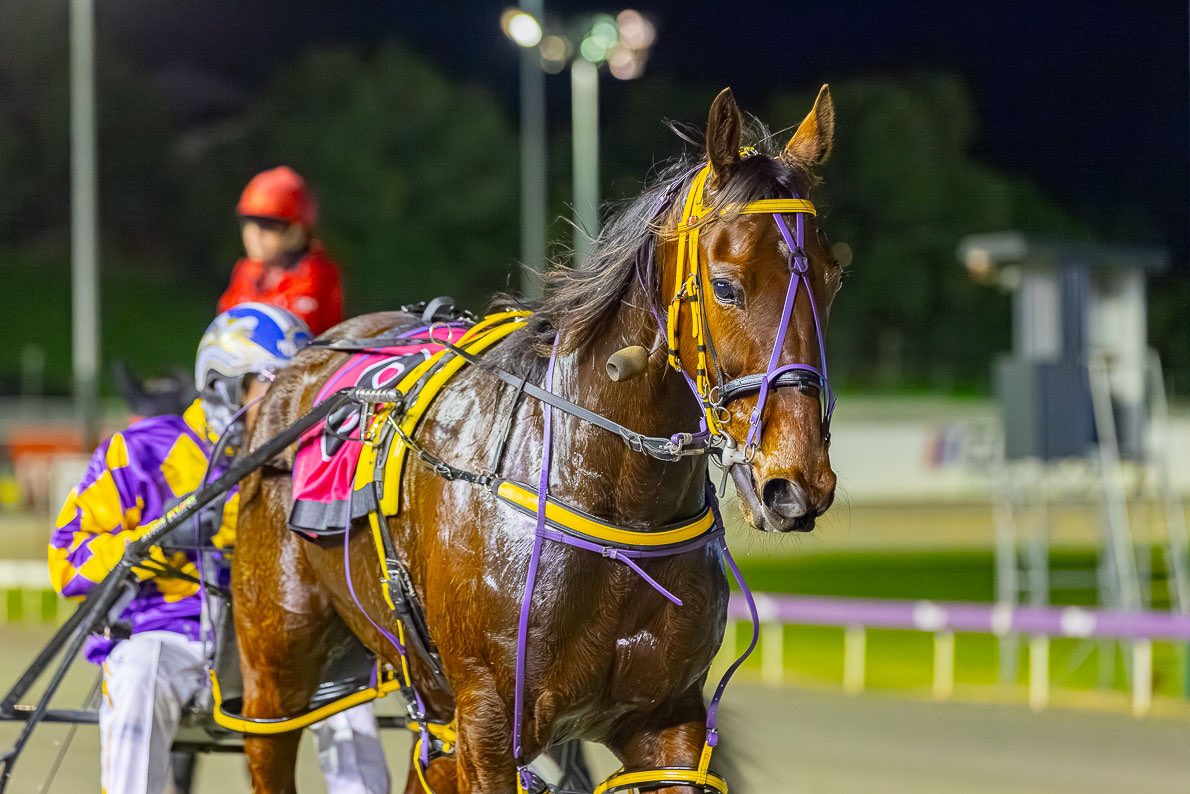 JpPacing's tweet image. Mighty Ronaldo 💪🏼
1.8.2025 $9 PINTS IN STEELO'S OR JP'S FFA 
Mile Rate 1.52.6 🔥
What a win 🥇
Ronaldo is racing in career best form &amp;amp; showing everyone just how tough he is! 

Congratulations to Connections 🏆 

📸 @Pacepix_AU 
👨‍✈️@GaryHallJnr