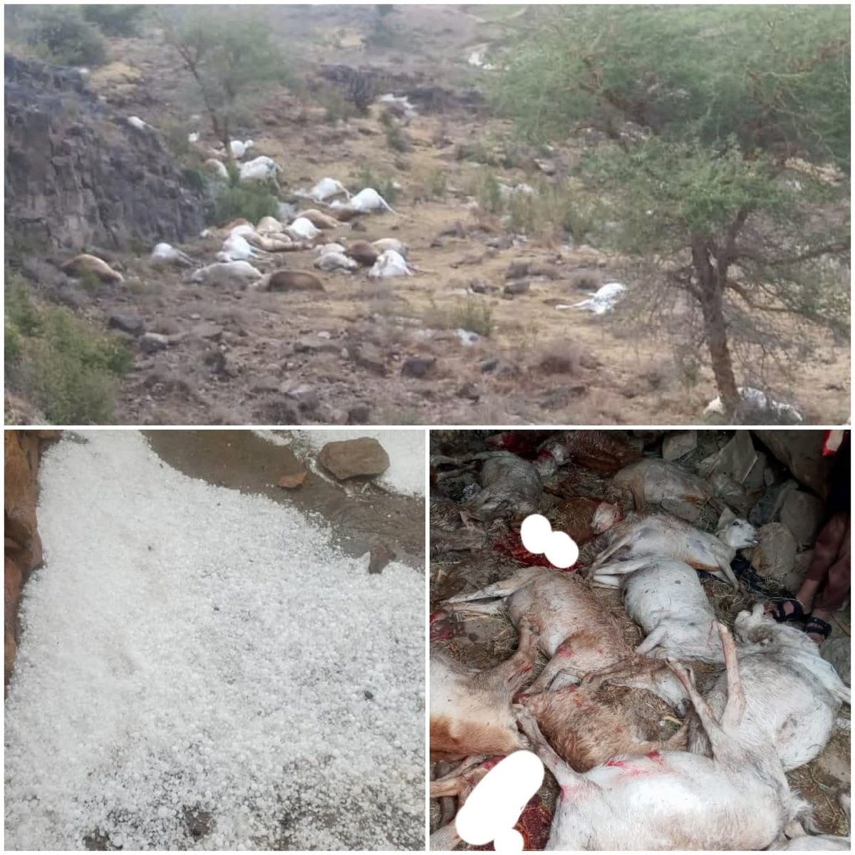 #وفاة_امرأتين_وطفل، ونفوق و #جرف_149_رأساً من #الأغنام، جراء #صواعق_رعدية، وسيول الأمطار وتساقط الثلوج في مديرية #جبل_الشرق بذمار.