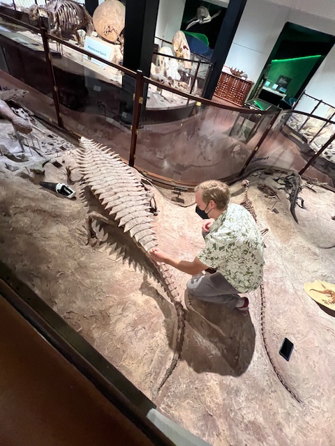 TXSciNatHisMus's tweet image. Our 𝘓𝘰𝘯𝘨𝘰𝘴𝘶𝘤𝘩𝘶𝘴 fossil got some TLC! The armored aetosaur roamed Texas during the Triassic, 227 &amp;amp; 237 million years ago. This fossil, found in Howard County, got a gentle dusting as part of a regular cleaning of specimens in the Paleontology Gallery. #FossilFriday