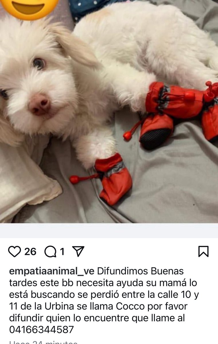 Perdido en la URBINA ayudalo a regresar a casa