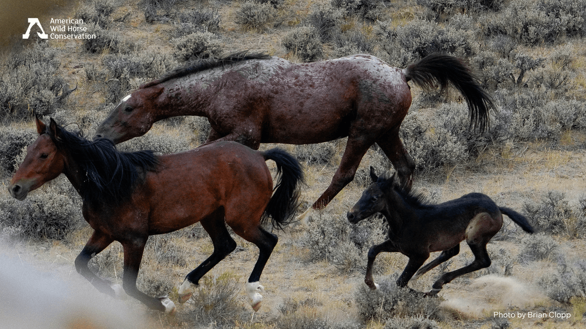 FreeWildHorses's tweet image. The Adobe Town HMA roundup in Wyoming has officially ended. In just two weeks, 1,677 wild horses lost their freedom—including 355 foals. 7 horses died. Among them were young foals who suffered from capture myopathy and older mares who died during or shortly after transport 💔
