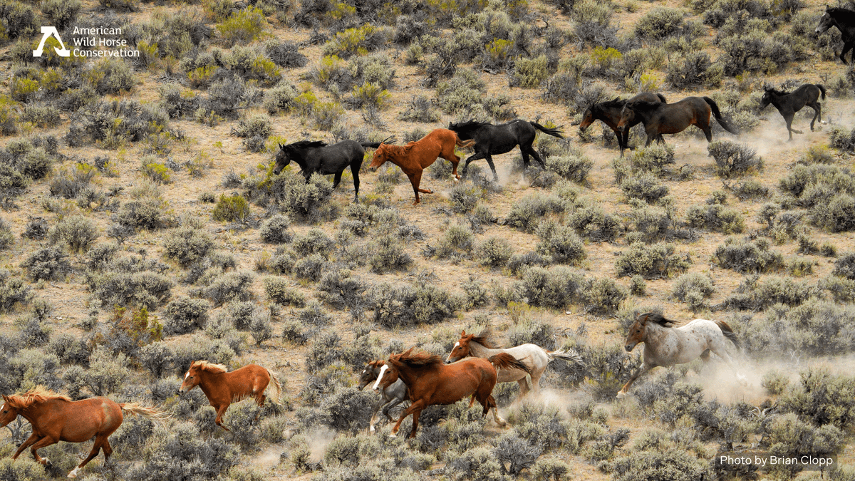 FreeWildHorses's tweet image. The Adobe Town HMA roundup in Wyoming has officially ended. In just two weeks, 1,677 wild horses lost their freedom—including 355 foals. 7 horses died. Among them were young foals who suffered from capture myopathy and older mares who died during or shortly after transport 💔