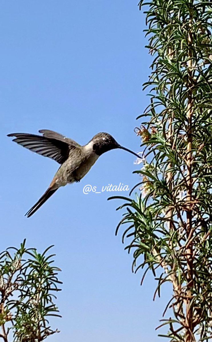 Día de la Pacha Mama…
#DiaDeLaPachaMama #MiFotoDelDia 
#1Agosto #iquique #MiColibri #mainumbi #Hummingbirdhappiness #colibri #birdsLovers #VitaColibri 
#hummingbird #Picaflor #picaflordelnorte
#colibríes #AvesMagicas