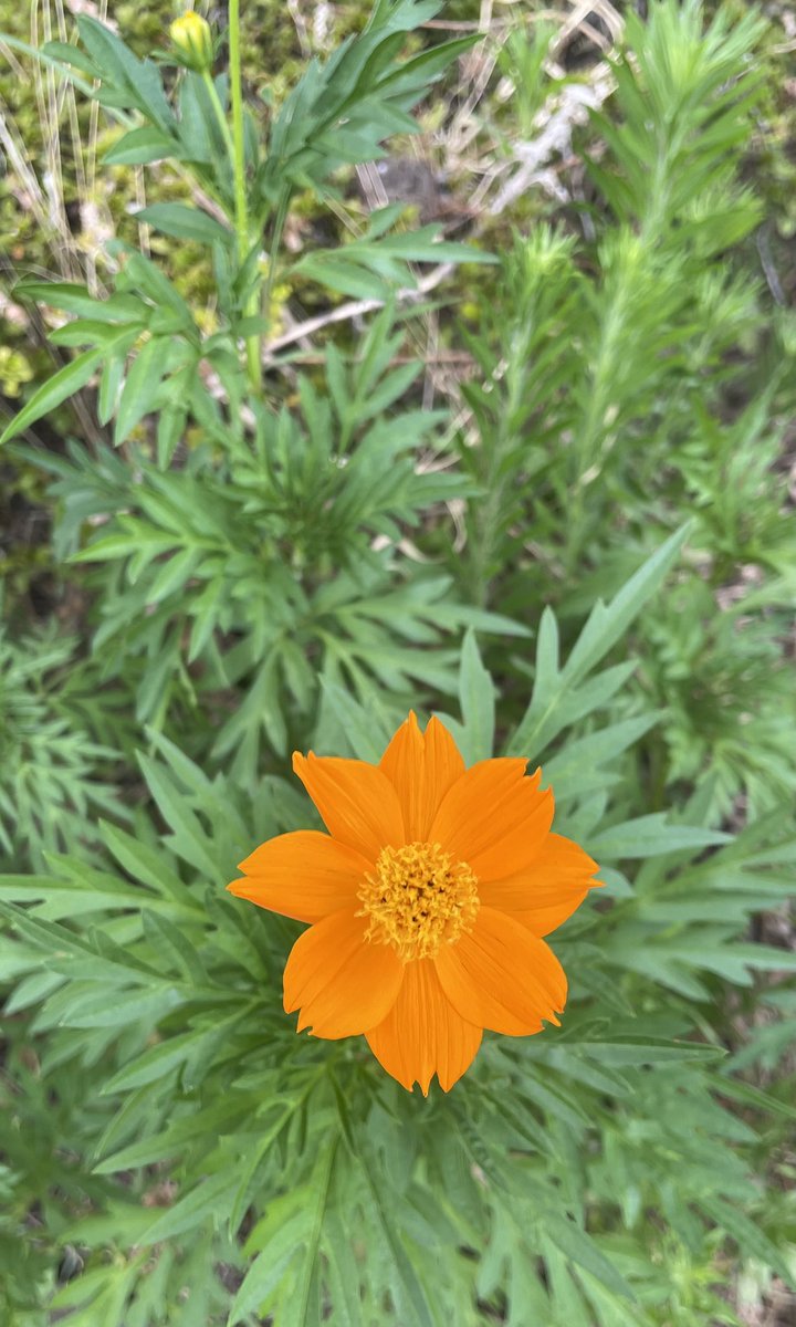 ニノちゃんおはよー☀️
猛暑の季節の道端に
コスモスの花が༘⋆✿
秋が近いかと一瞬の錯覚😳
本日も健康で良い一日を💛