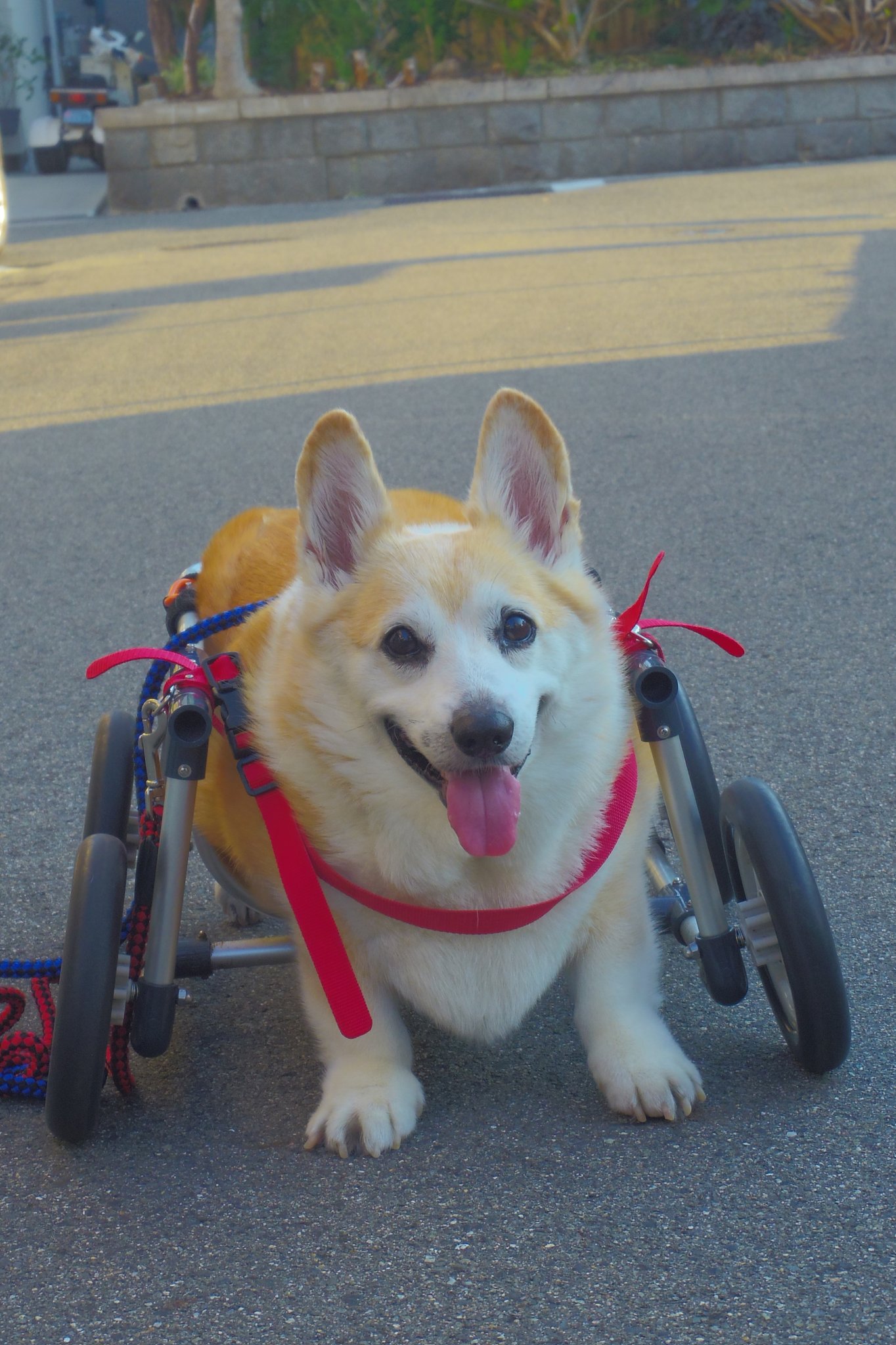 いち！にの！コーギー ただいま  LMCコンプリート Buddy & Buddy on X: 