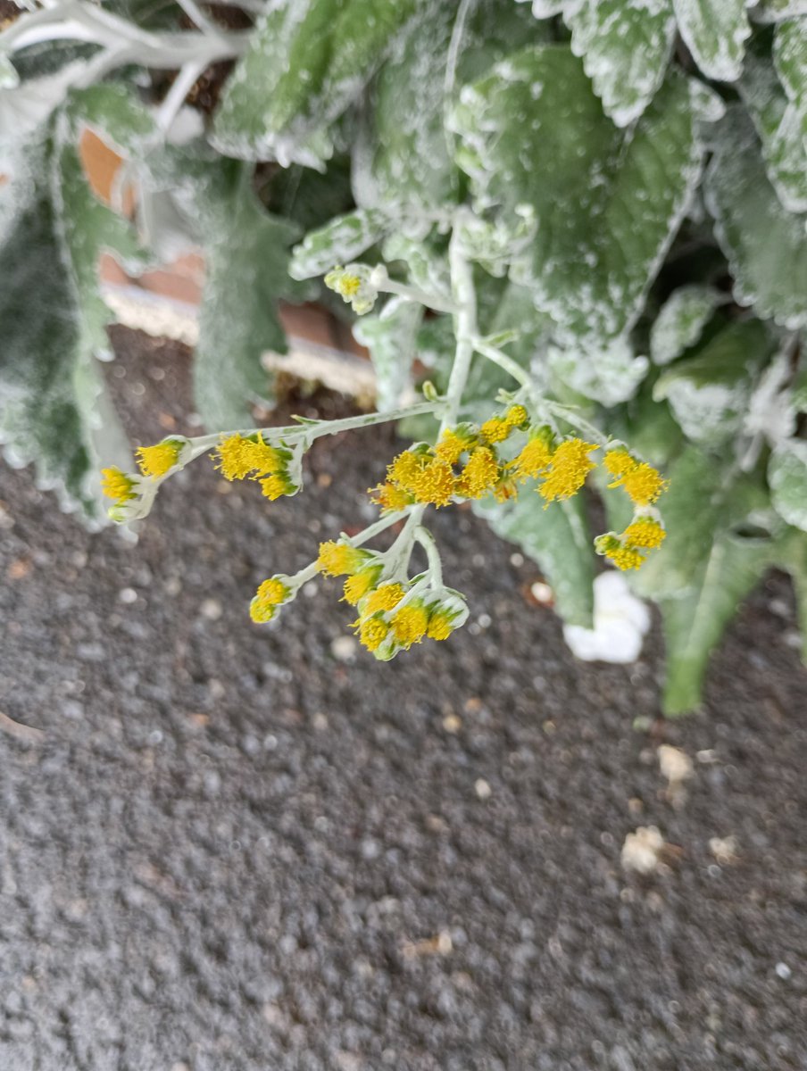 sorasorara0228's tweet image. 暑さで花もバテ気味かな 🥵

#シロタエギク