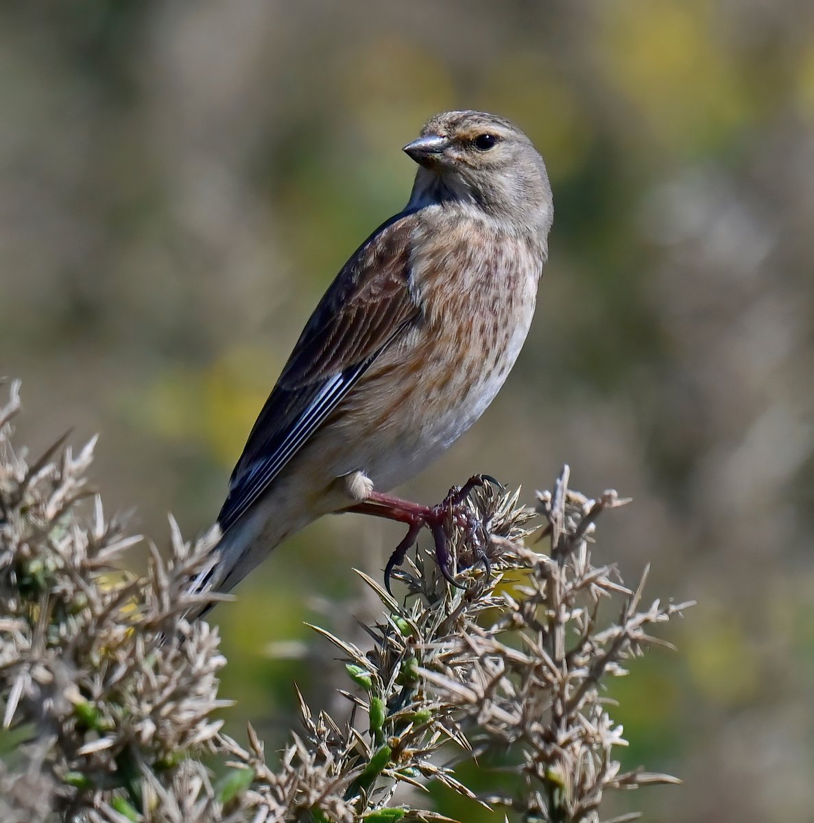 Beautiful little Linnet in Gorse. 😍
 Taken in the spring at Porthleven in Cornwall. 🐦