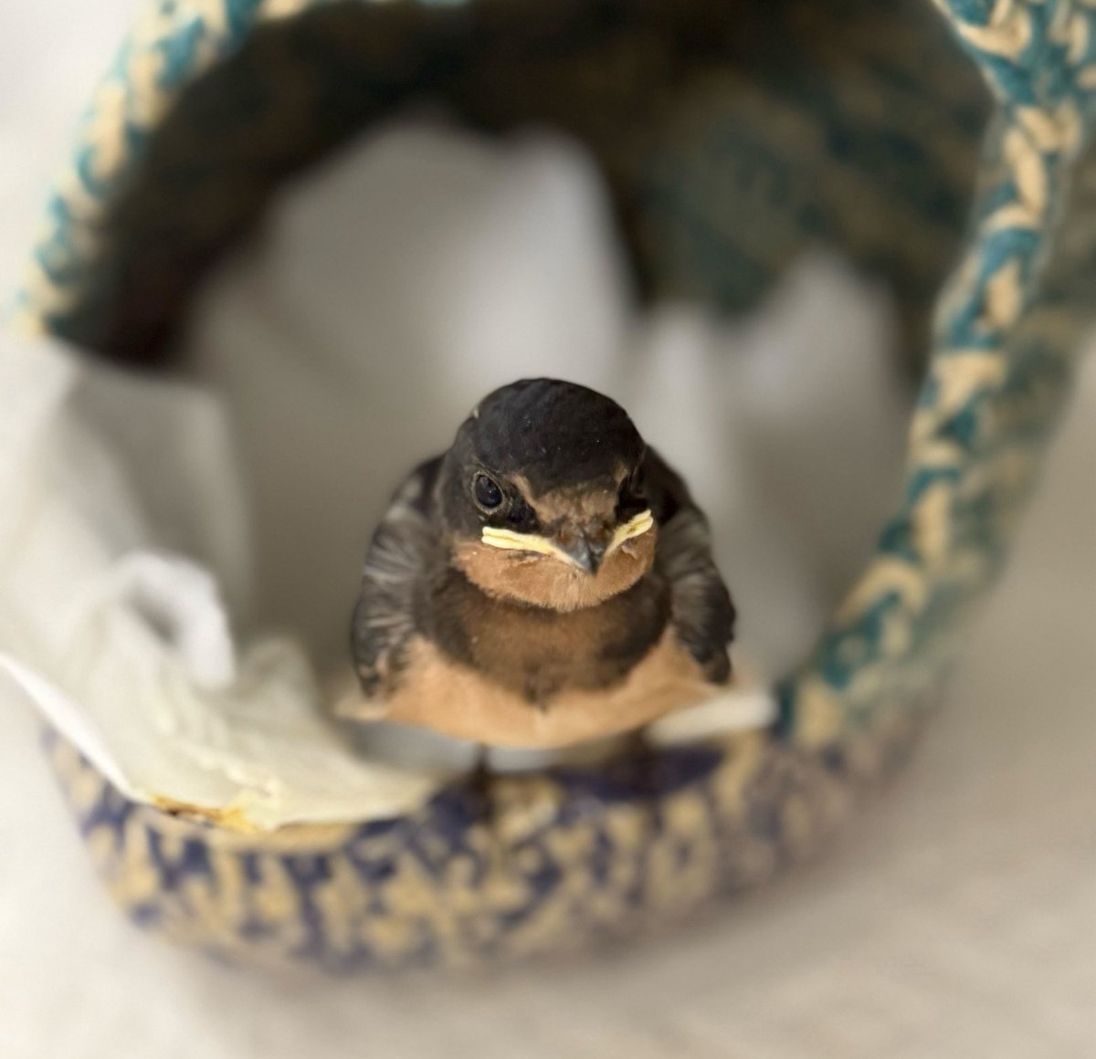 He’s growing up fast, but you can tell this barn swallow is still barely more than a fledgling by that bright yellow fledgefrown. The colorful edge of the beak and inside the gape help the parents to find his mouth easily and often, both in the nest and out of it. Fledgling barn