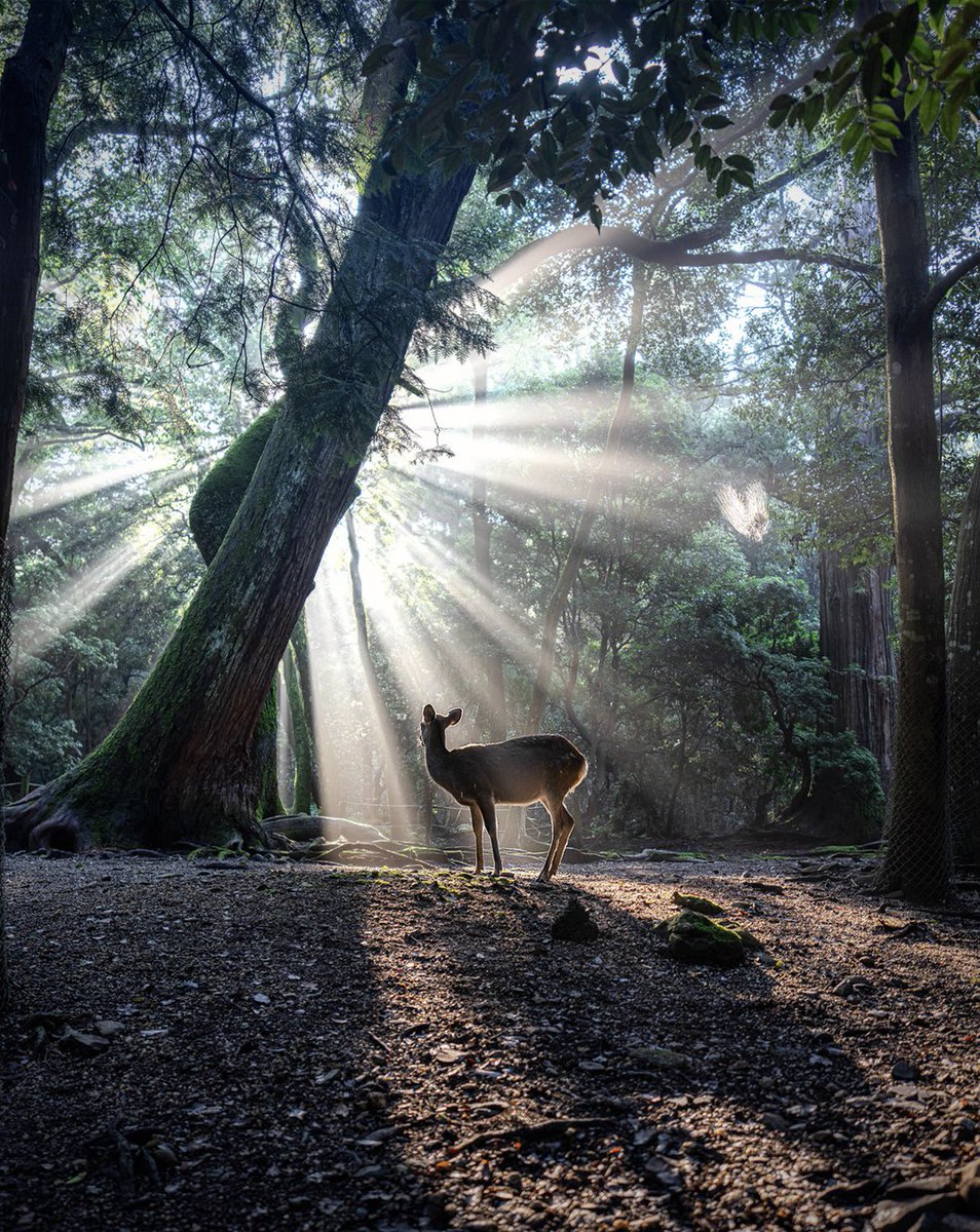 森の神様から
お告げがありました🦌⚜️