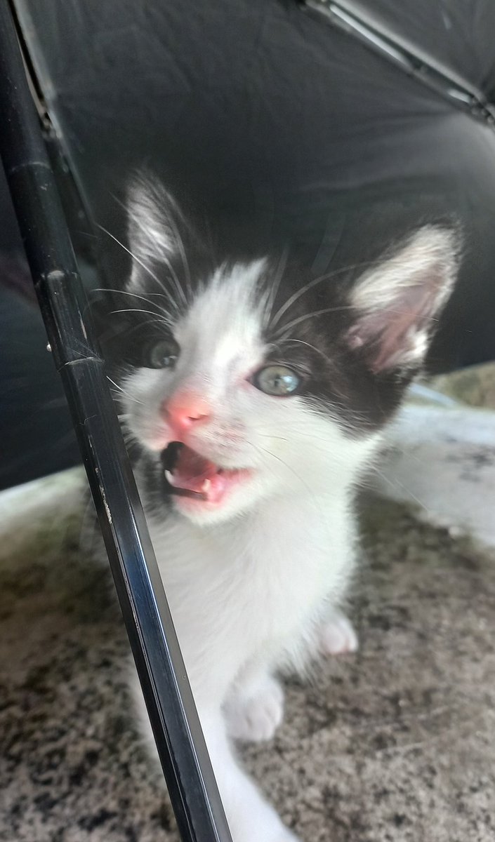 Tuxeditos en adopción responsable #CDMX #edomex se da preferencia a quien tenga experiencia con gatos.  Machos 
 
Seguimiento de adopción al 5575576788.