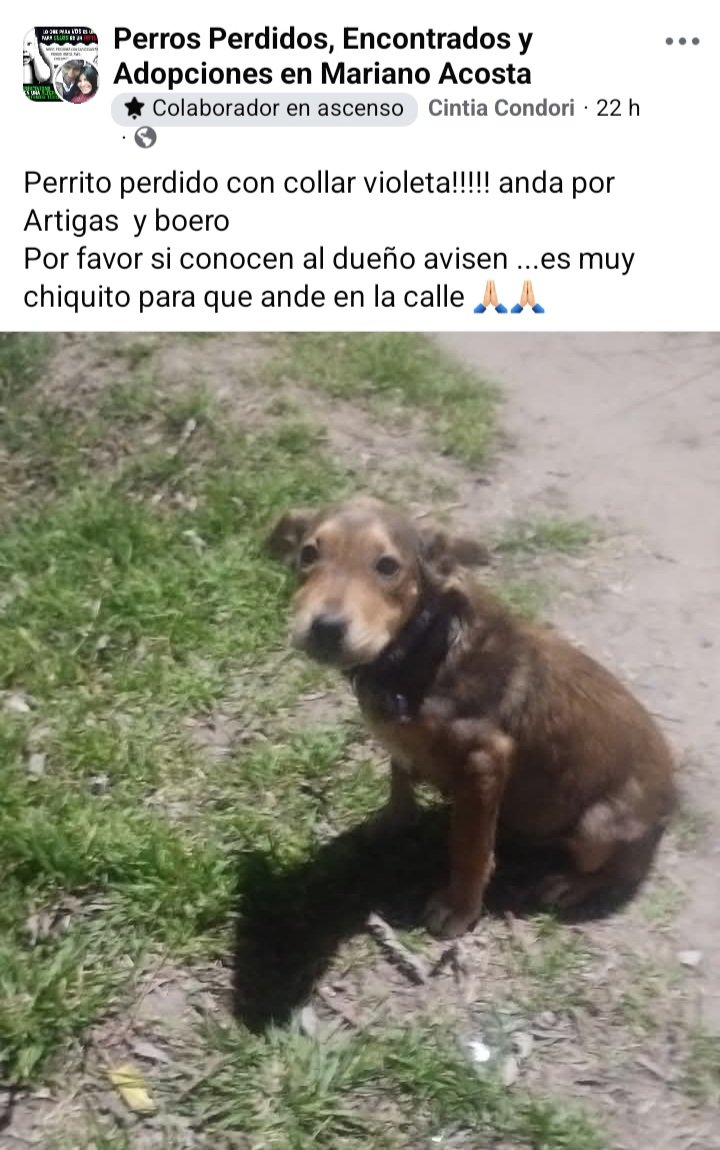 Perros de Merlo tweet media