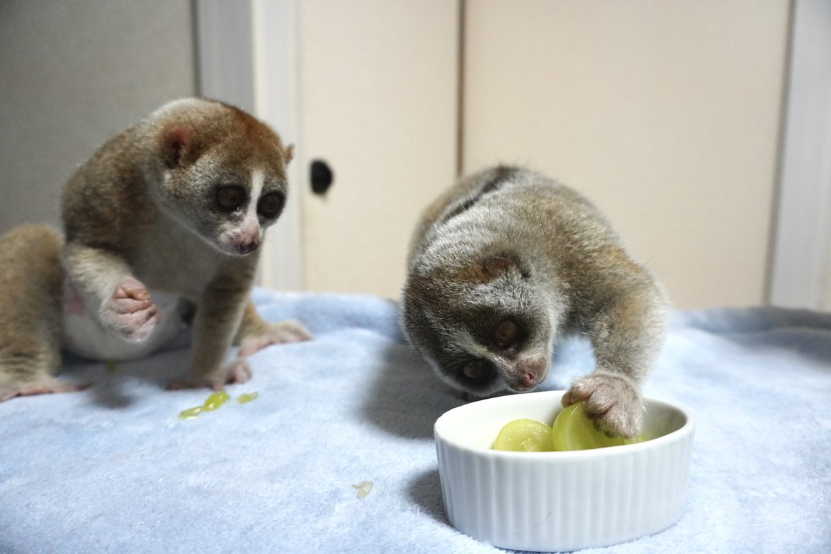 りんころちゃんが…可愛すぎる！！！！！
(太って見えない角度)