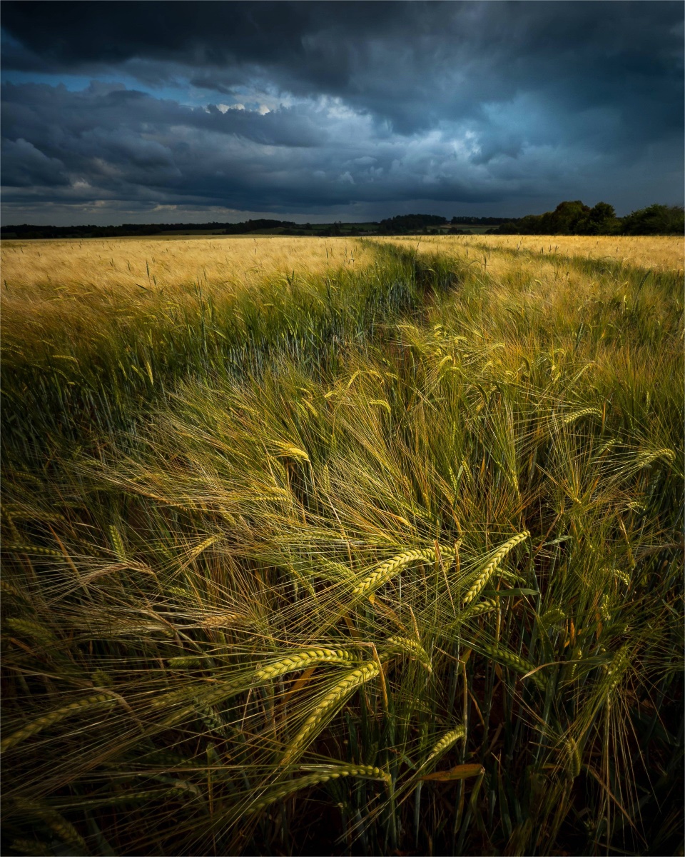 crawleycamera's tweet image. Our profile header updated with one of the top images from the recent Monthly Set Sub Competition "the letter F" - Field by Sean McCarthy