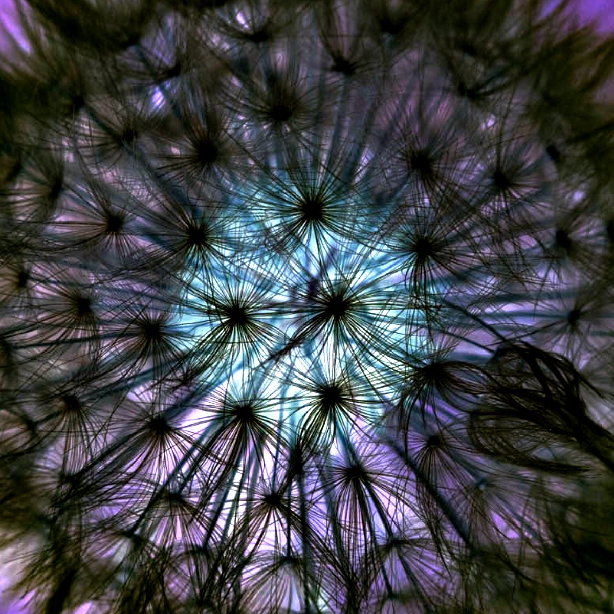 crawleycamera's tweet image. Our profile header updated with one of the top images from the recent Monthly Set Sub Competition "the letter D" - Dandelion by PJ Cook